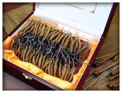 陆丰冬虫夏草回收